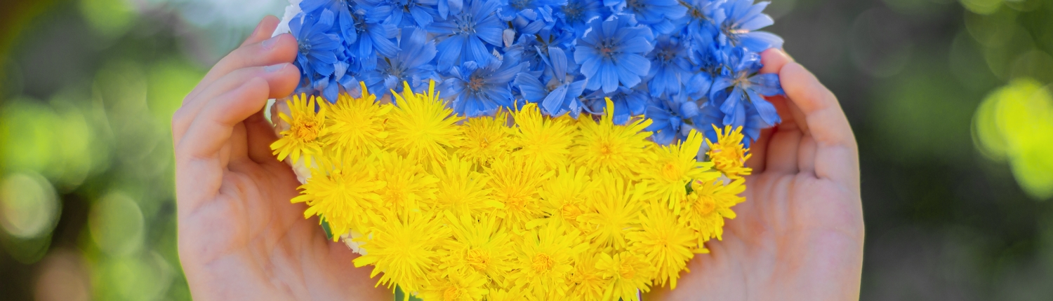 heart made of blue and yellow flowers in the hands of a child